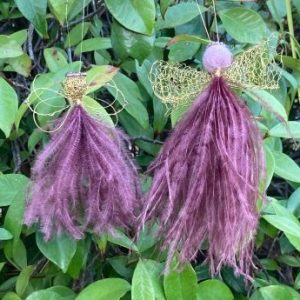 Zuri Medium - Image 3