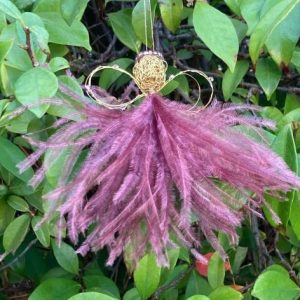 Zuri Small - Image 2