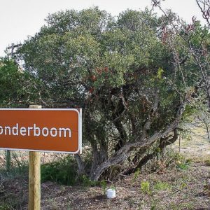 Kamali Amber - Image 2